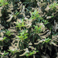 Prunus lusitanica angustifolia - Portugese laurier 'Angustifolia' (x3) - Bloeiende heesters