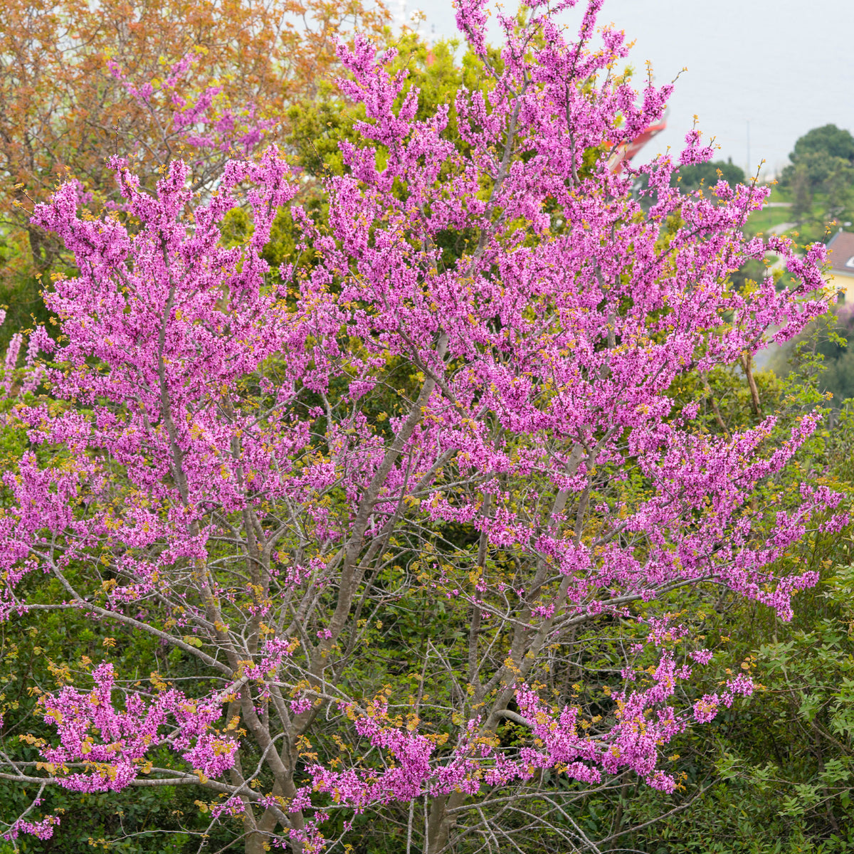 Verkoop Judasboom - Cercis siliquastrum