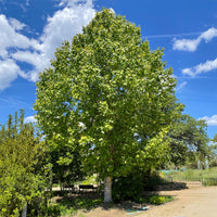 Tulpenboom - Liriodendron tulipifera danny - Bakker