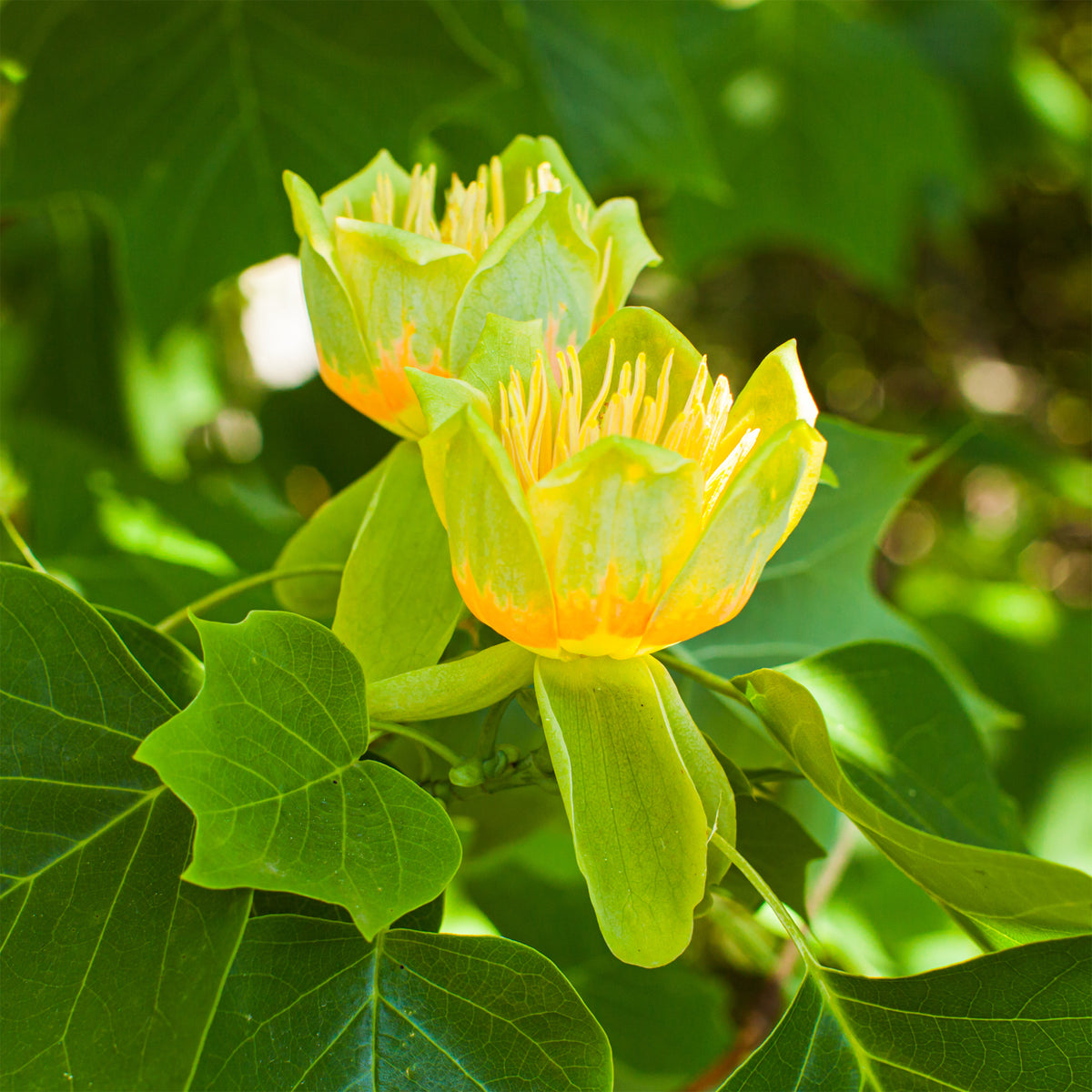 Verkoop Tulpenboom - Bloeiende bomen