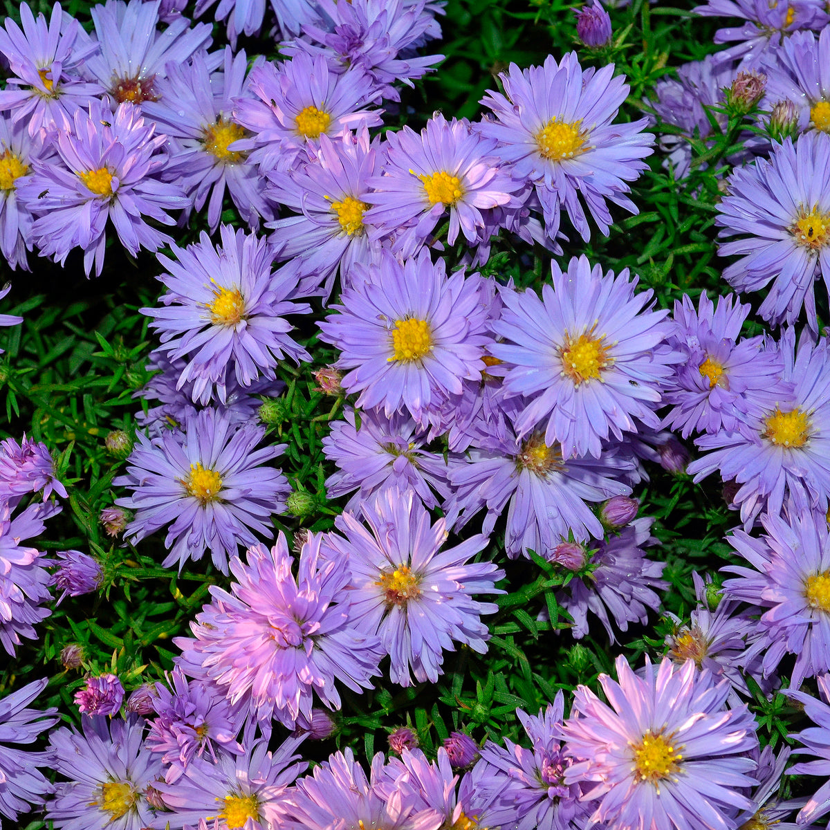 Herfstaster 'Lady in Blue'