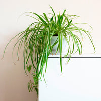 Graslelie 'Vittatum' - Bakker