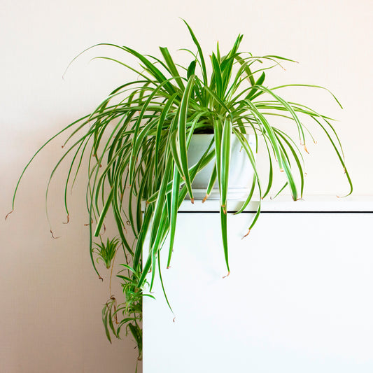 Graslelie 'Vittatum' - Bakker