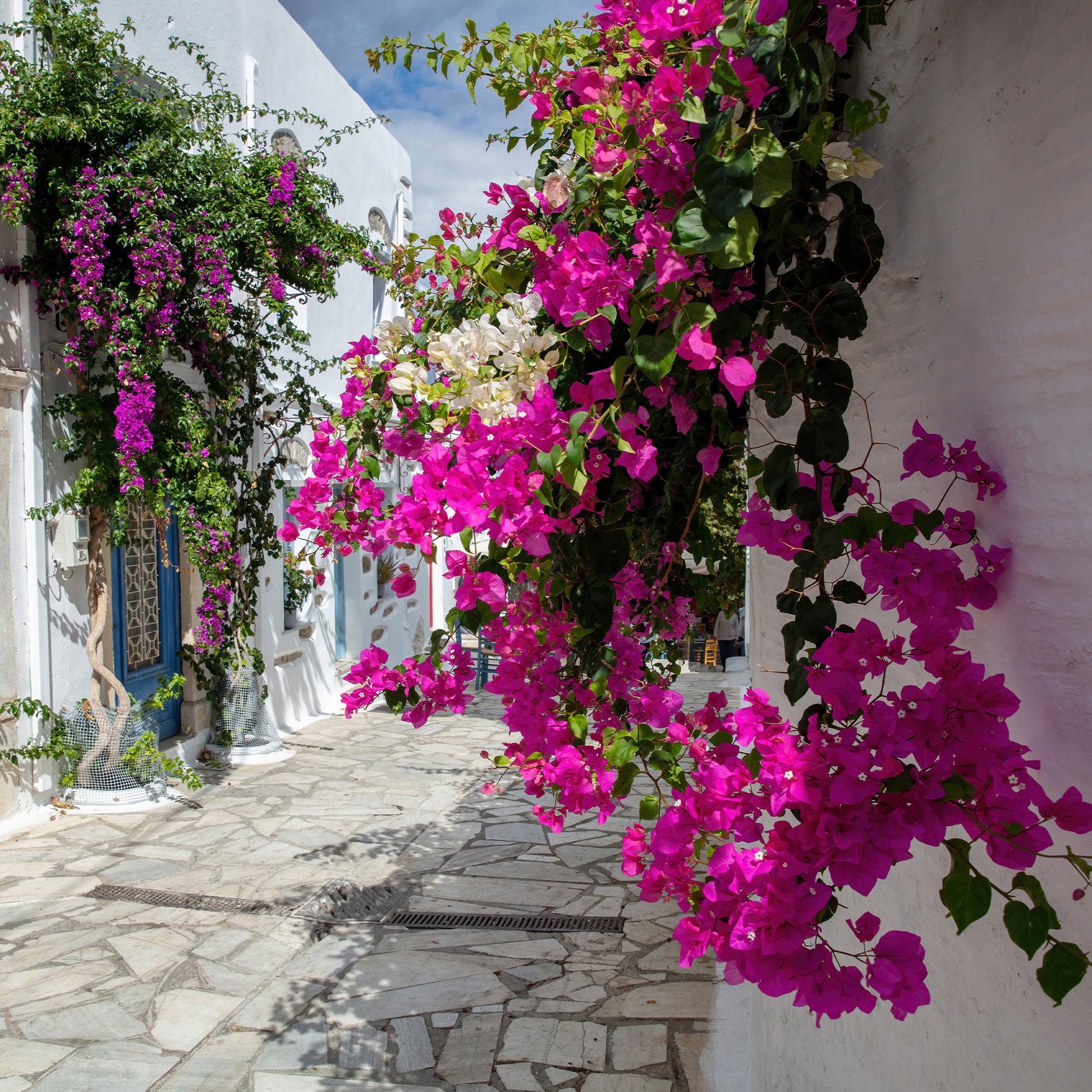 Bougainville - Roze bougainville - Bougainvillea pink