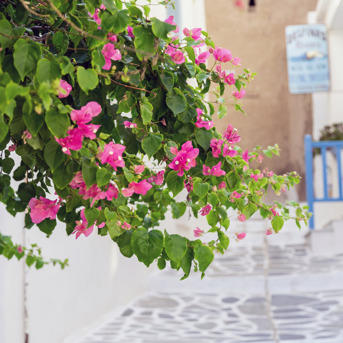 Roze bougainville - Bakker