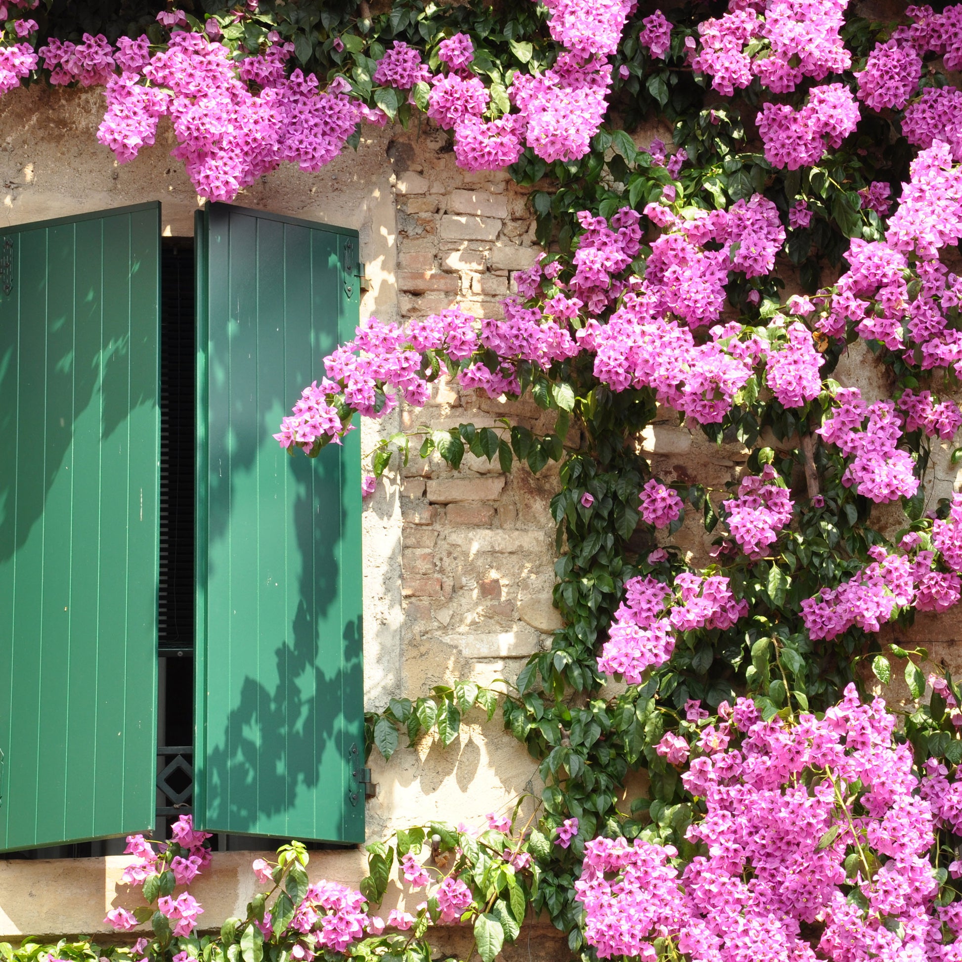 Bougainville - Roze bougainville - Bougainvillea pink