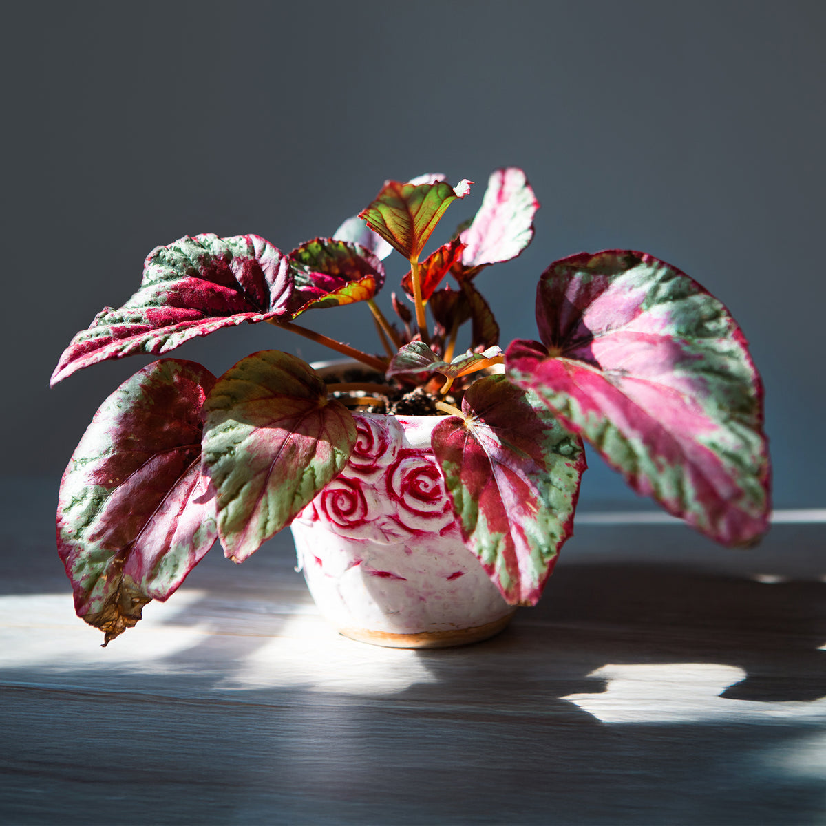 Bladbegonia 'Maui Sunset' - Bakker