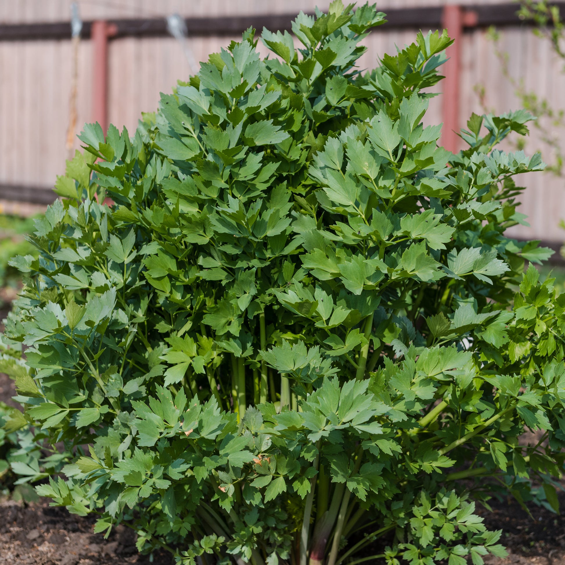 Kruidenplanten - Maggieplant - Levisticum officinalis