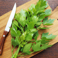 Levisticum officinalis - Maggieplant - Kruidenplanten