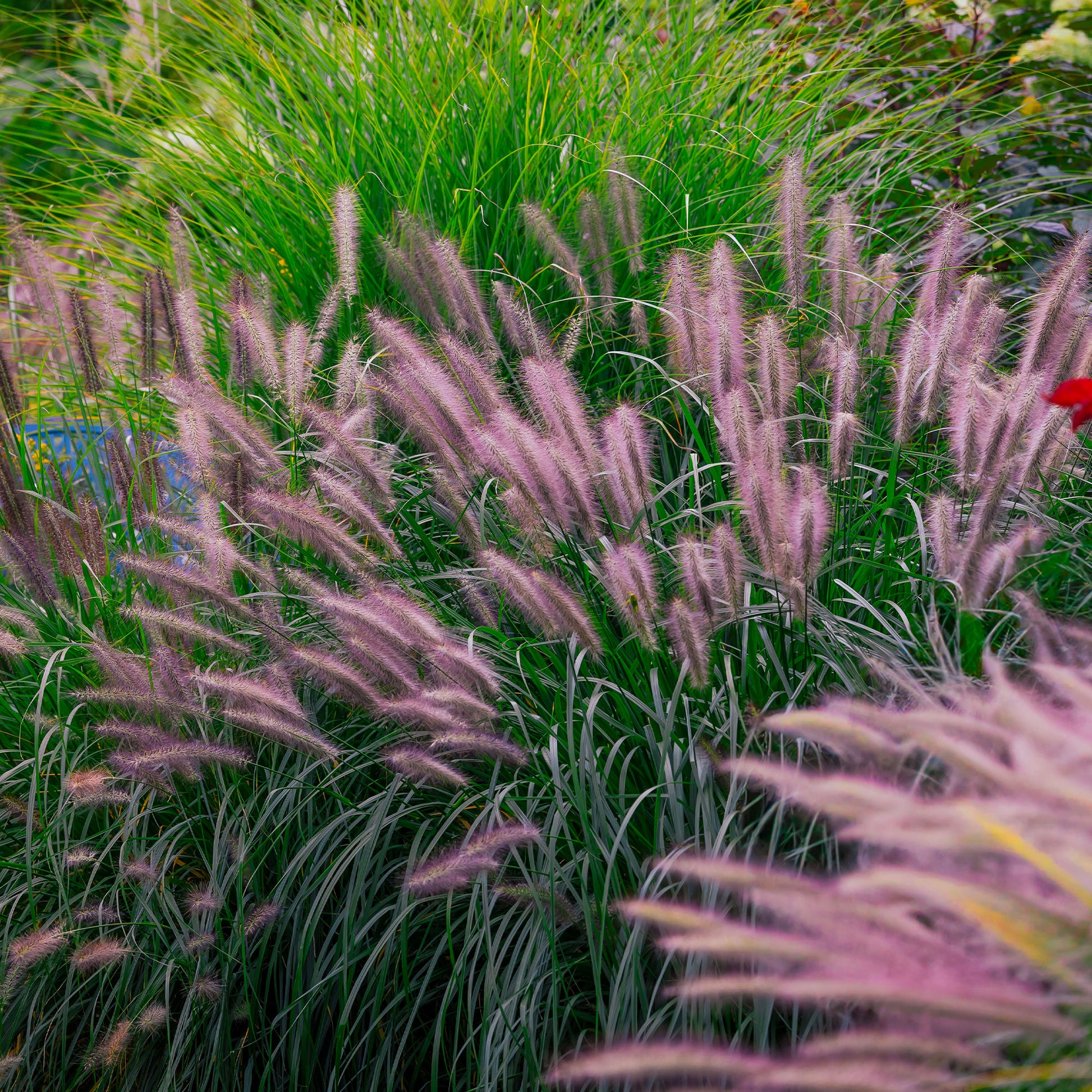 Verkoop Lampenpoetsersgras 'Red Head' - Pennisetum alopecuroides red head