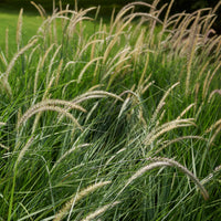 Lampenpoetsersgras 'Fairy Tails' - Pennisetum orientale Fairy Tails - Bakker