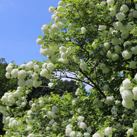 Gelderse roos 'Roseum' - Sneeuwbal (Viburnum) - Bakker