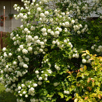 Verkoop Gelderse roos 'Roseum' - Sneeuwbal (Viburnum)