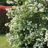 Verkoop Sneeuwbal (Viburnum) - Gelderse roos 'Roseum'