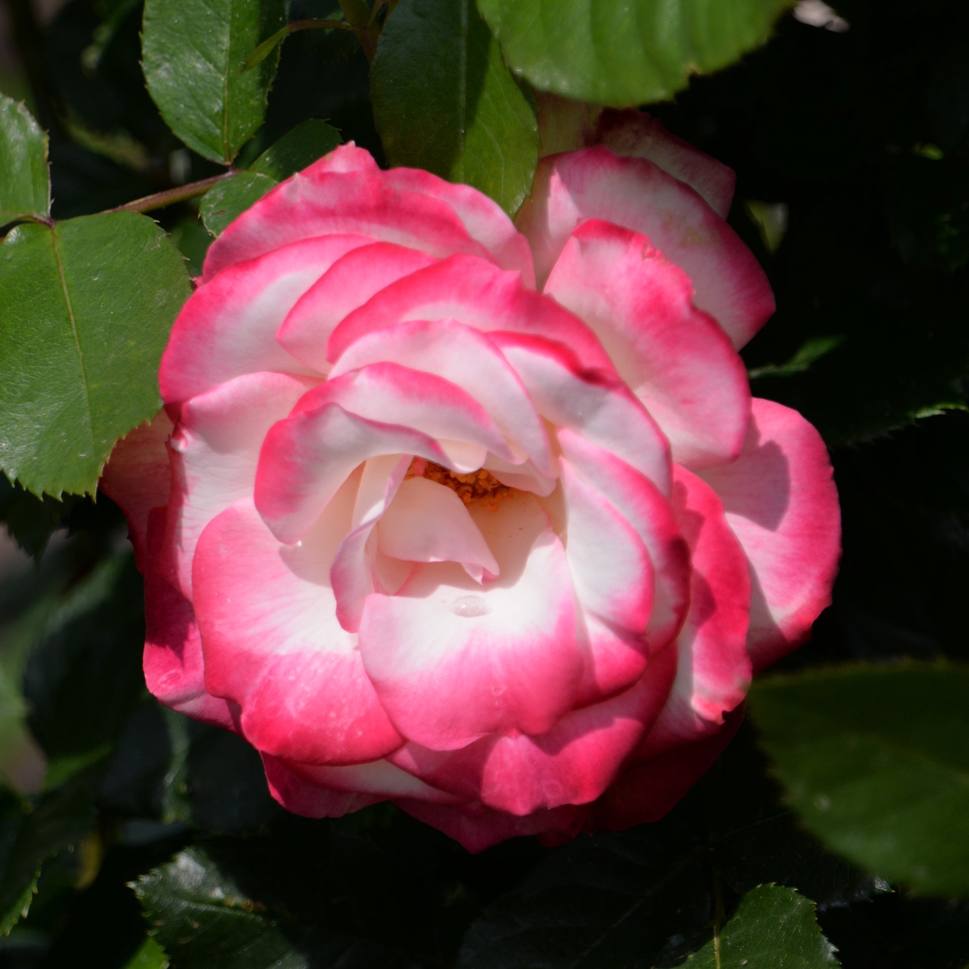 Verkoop Grootbloemige roos 'Double Delight' - Rosa Double Delight