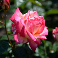 Grootbloemige roos 'Double Delight' - Rozen - Bakker
