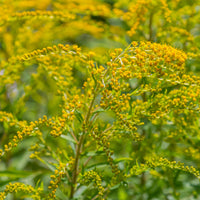 Gulderoede (x5) - Solidago luteus - Bakker
