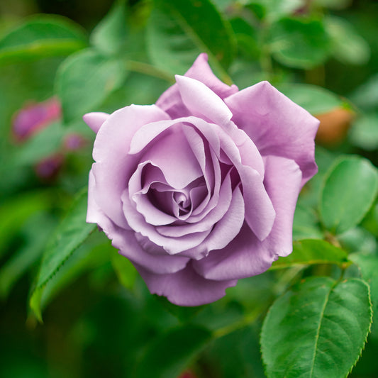 Grootbloemige roos 'Walz Time' - Bakker