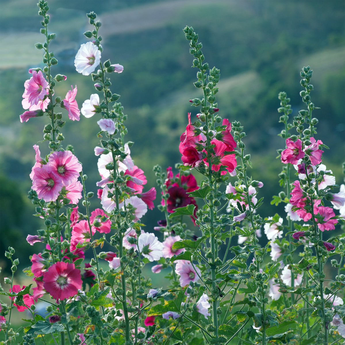 Alcea - Stokroos - Stokroos Simplex - Alcea rosea simplex