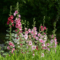 Stokroos Simplex - Alcea rosea simplex - Bakker