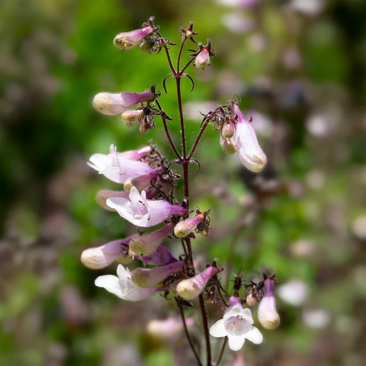 Penstemon digitalis husker red - Slangenkop 'Dark Towers' - Penstemon