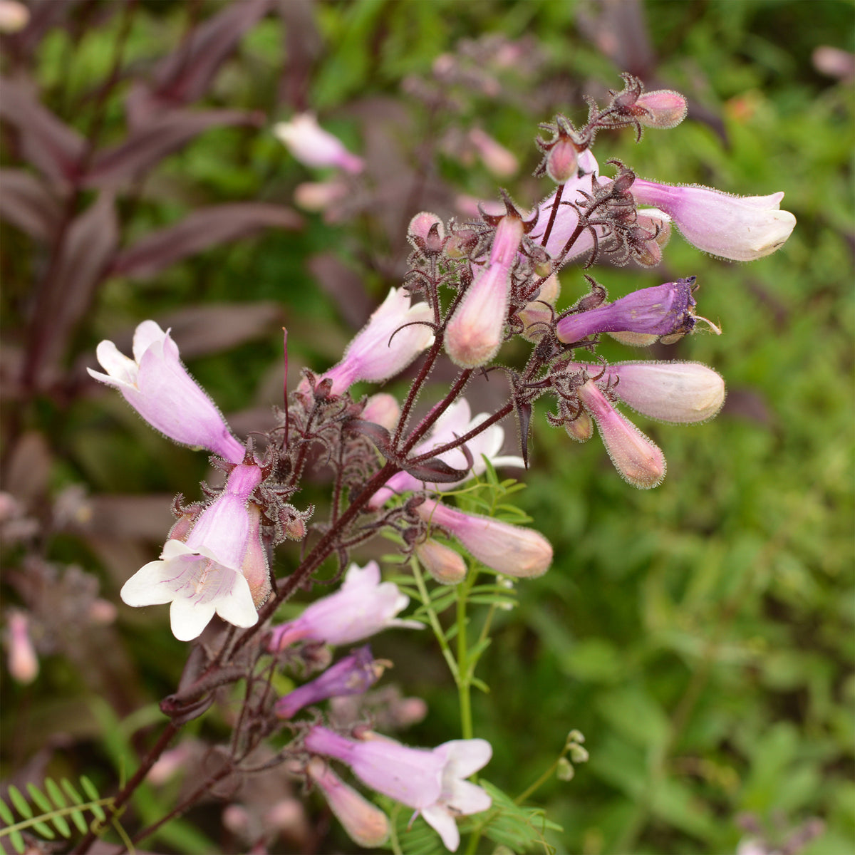 Slangenkop 'Dark Towers' - Penstemon digitalis husker red - Bakker