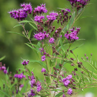 Ijzerkruid Mammuth - Vernonia crinita mammuth - Bakker