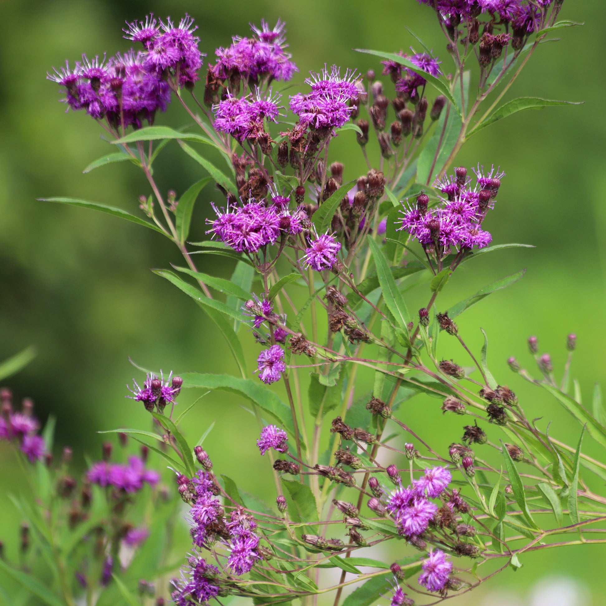 Ijzerkruid Mammuth - Vernonia crinita mammuth - Bakker