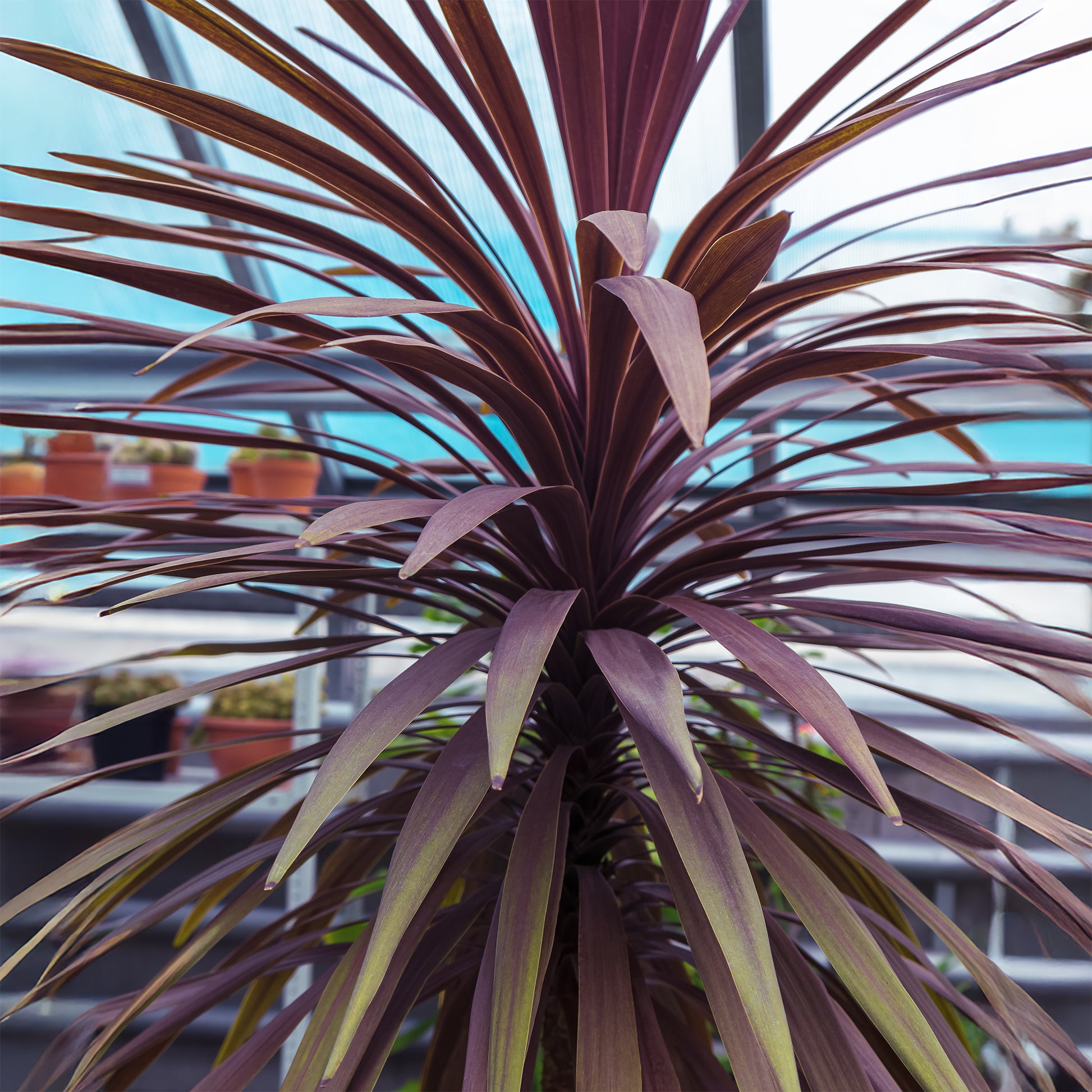 Australische cordyline Choc-Mint® - Cordyline australis Choc-Mint® - Bakker