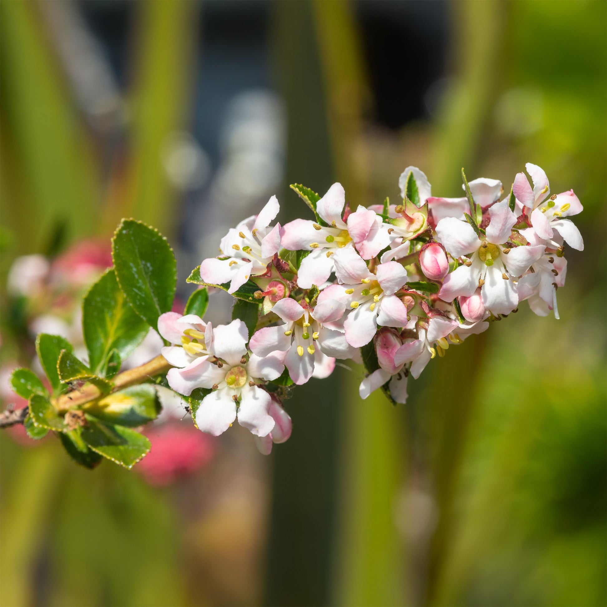 Escallonia Apple Blossom - Bakker