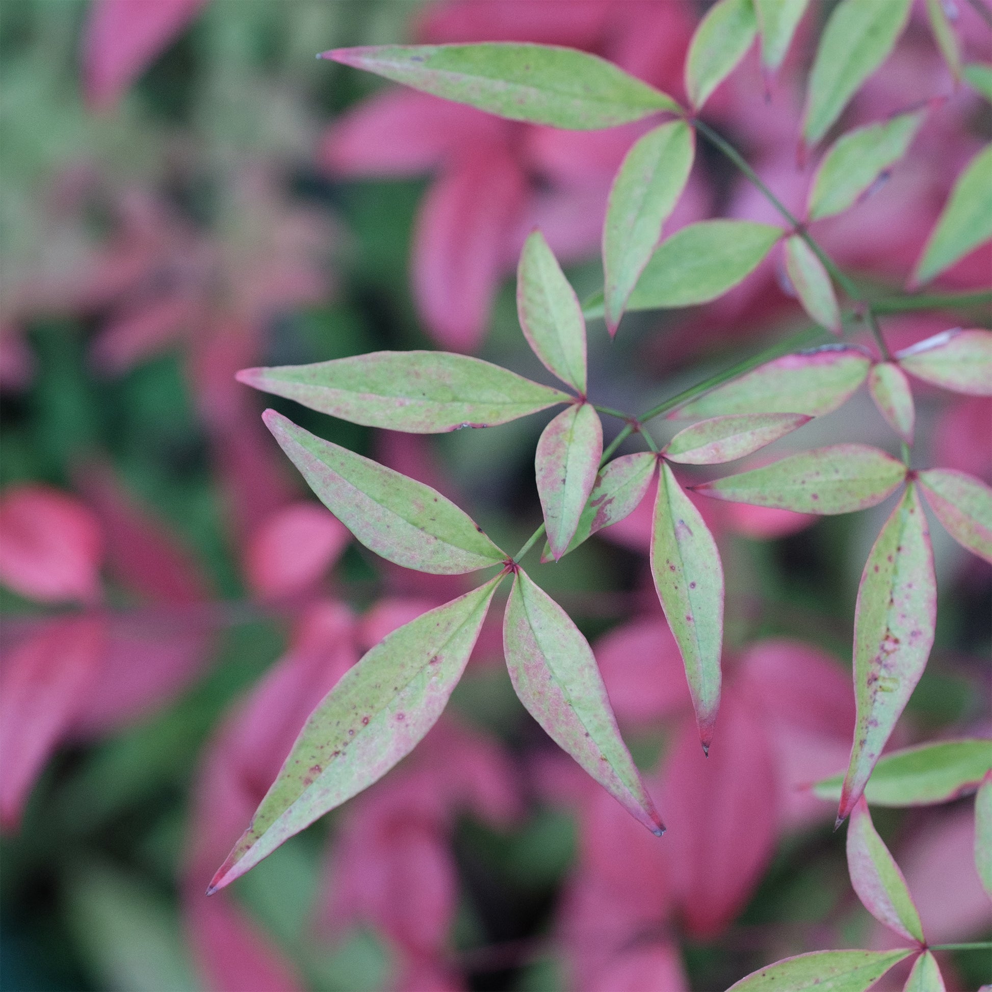 Dwerg heilige bamboe Flirt - Nandina domestica Flirt Murasaki - Bakker