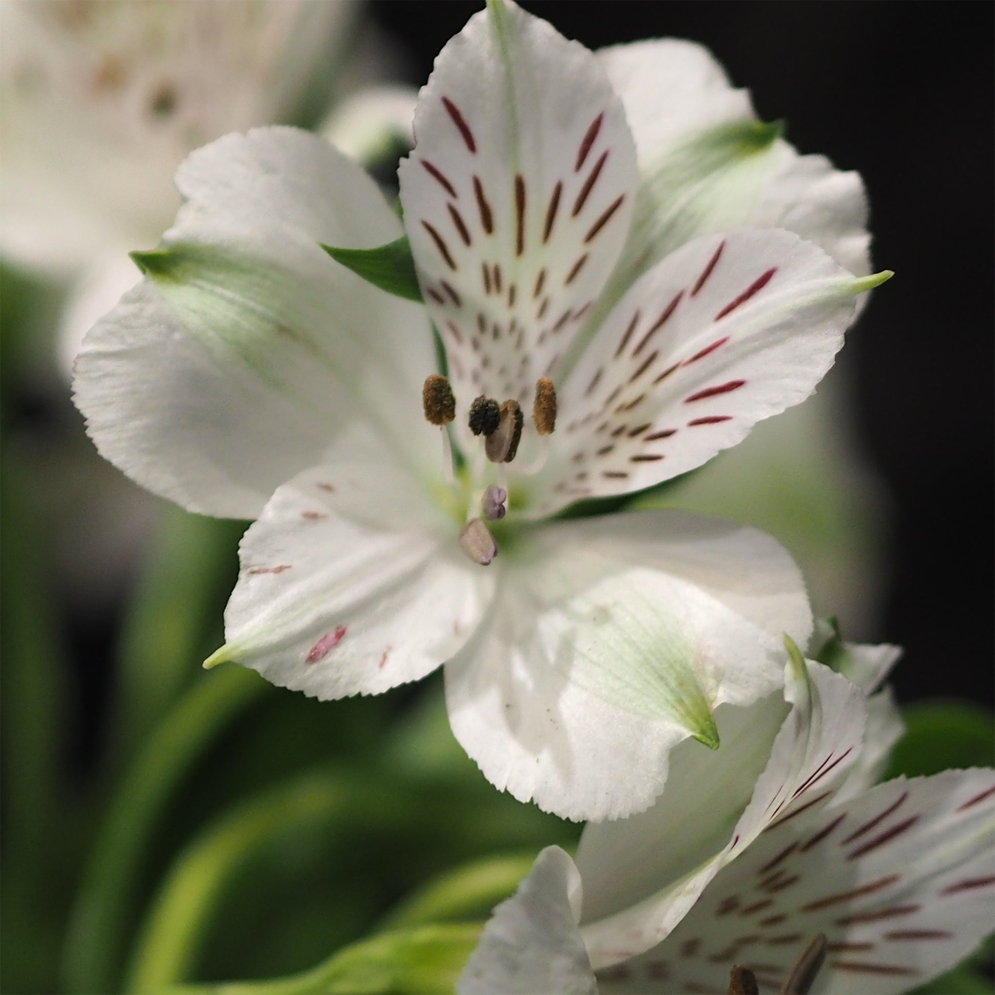 Alstroemeria Majestic Mazé - Inca Lelie - Alstroemeria Majestic Mazé - Incalelie - Alstroemeria