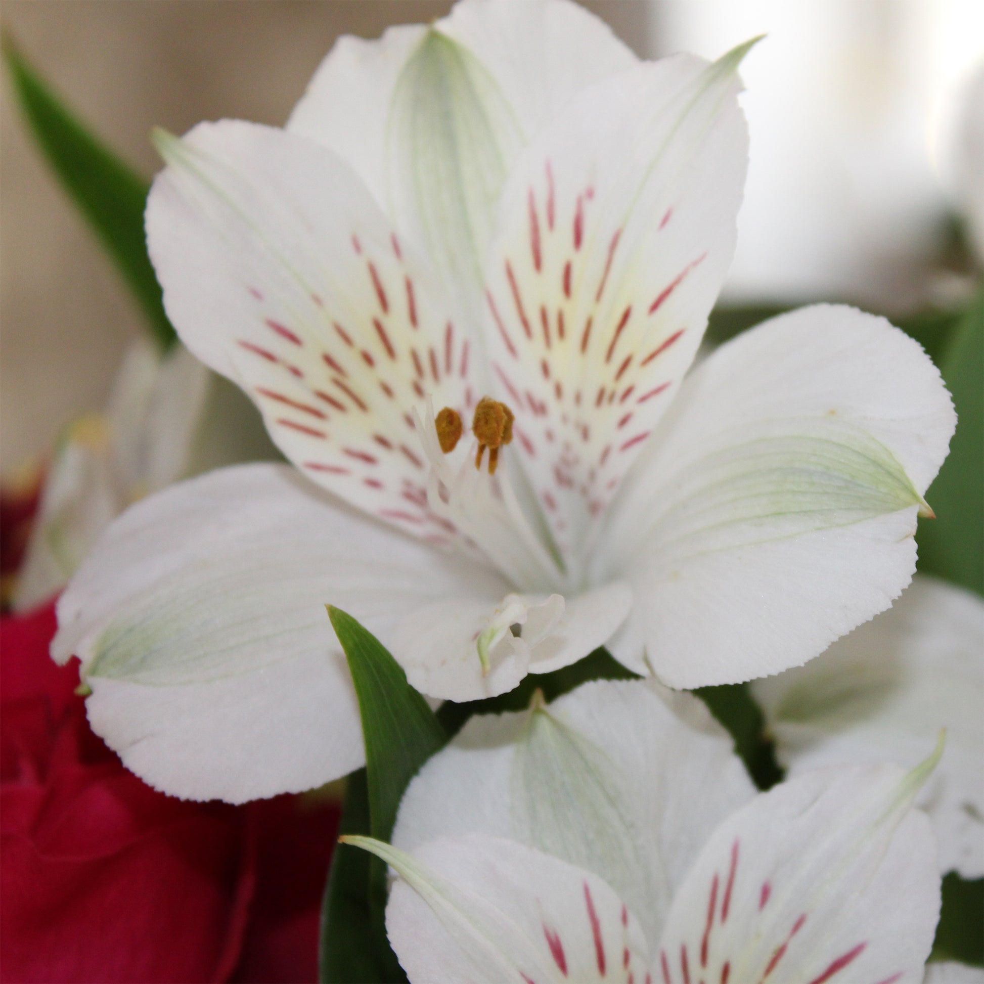 Inca Lelie - Alstroemeria Majestic Mazé - Bakker