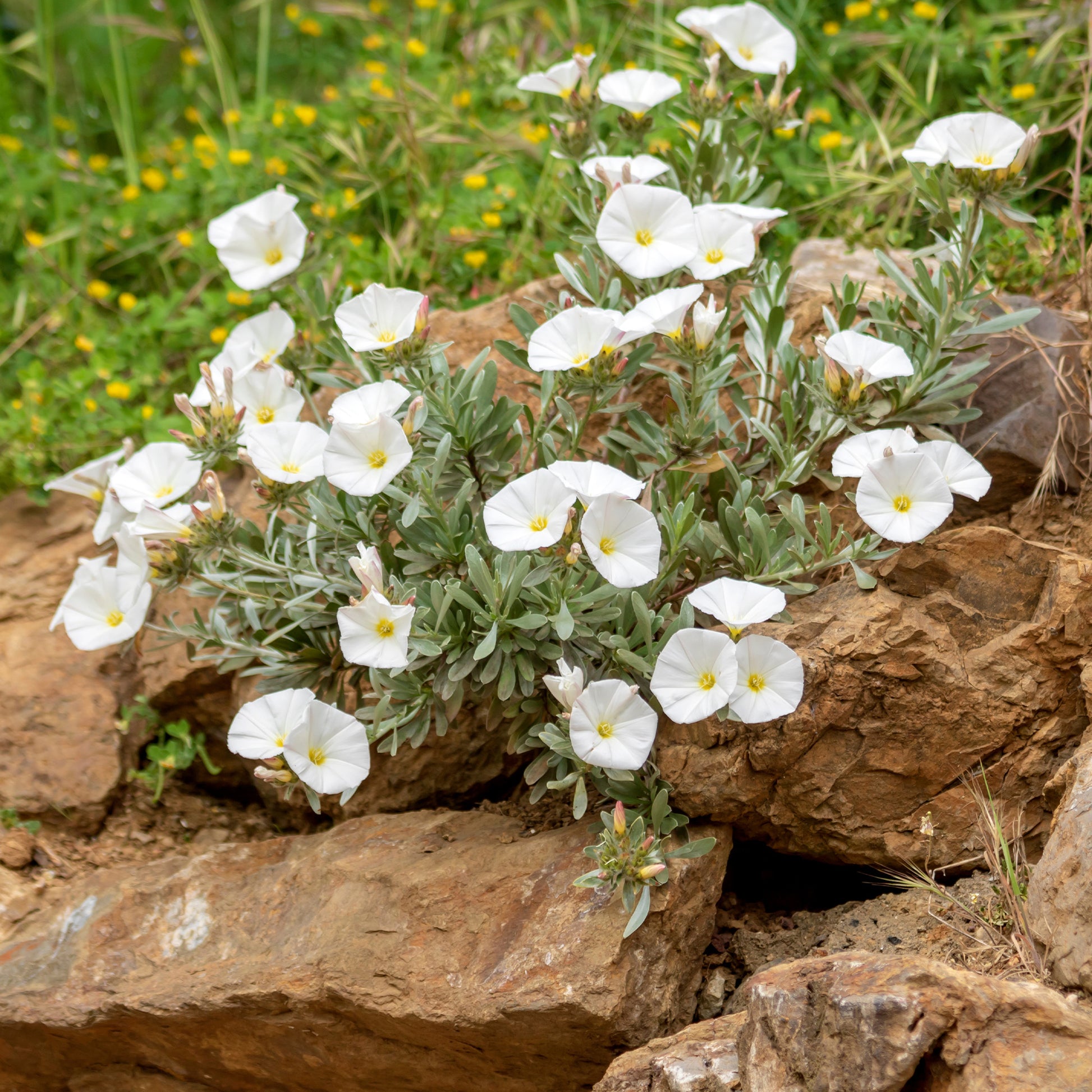 Convolvulus New White Moon®/ Winde - Bakker