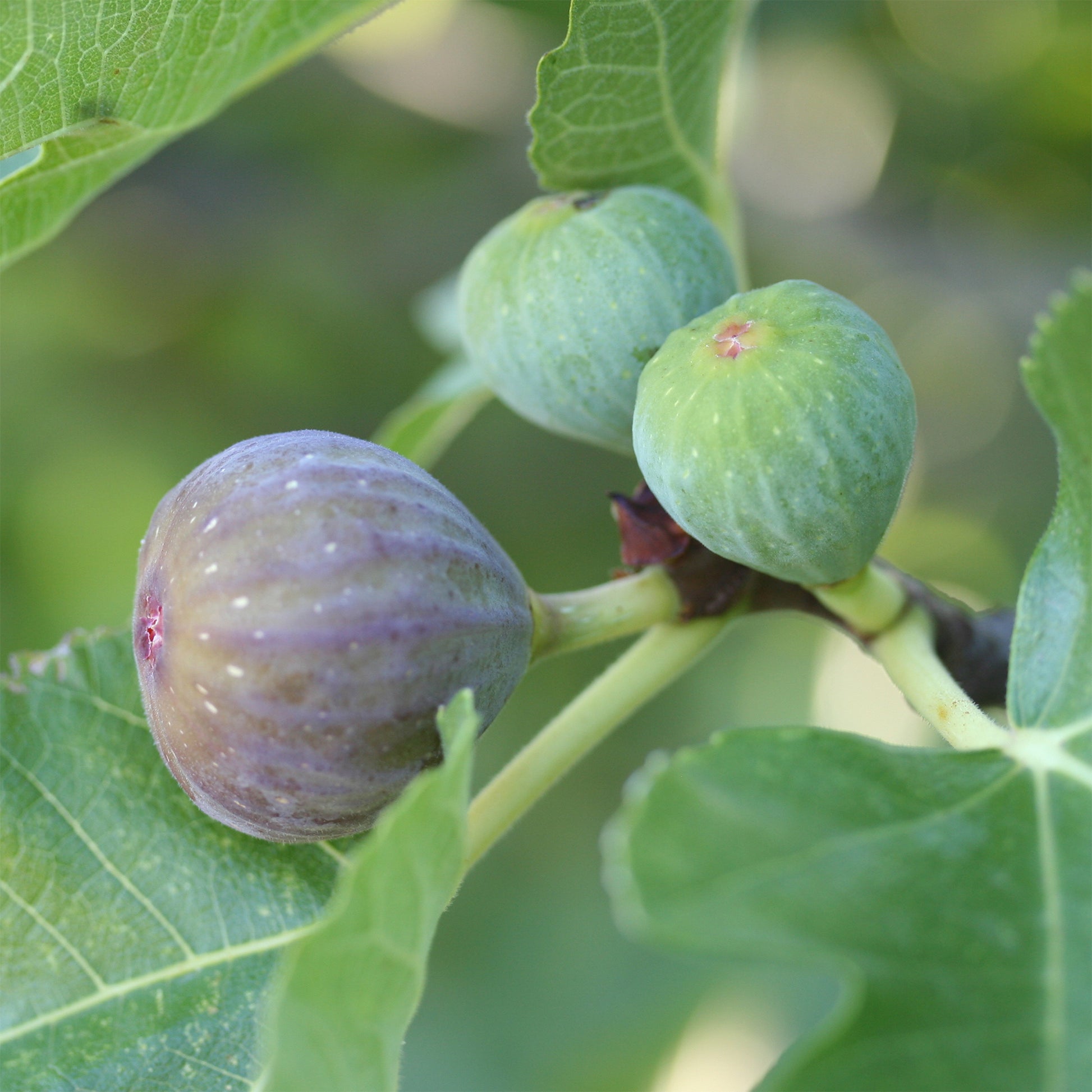 Figuier Rouge de Bordeaux/Figuier Pastillière - Ficus carica Rouge de Bordeaux - Bakker