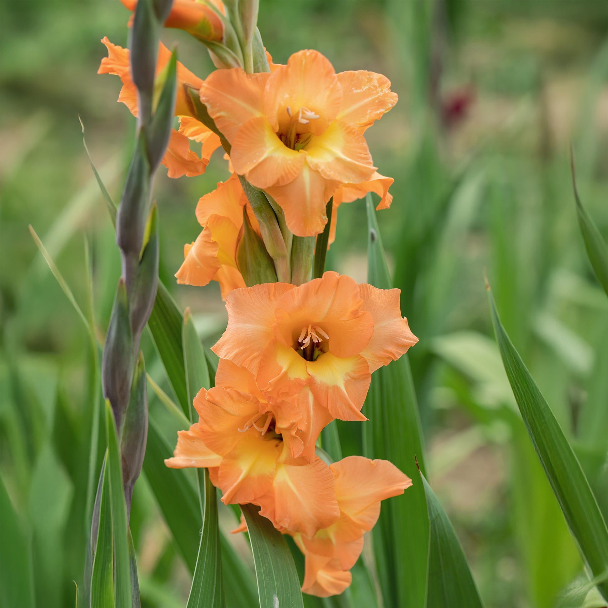 Gladiolen hybride grootbloemig Cornelli  (x15) - Gladiolus Cornelli - Bakker