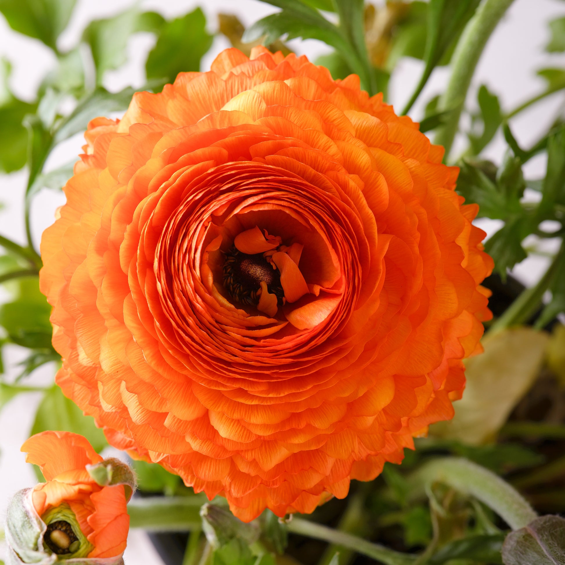 Ranunculus Orange Flame - Ranonkel Orange Flame (10x) - Ranunculus