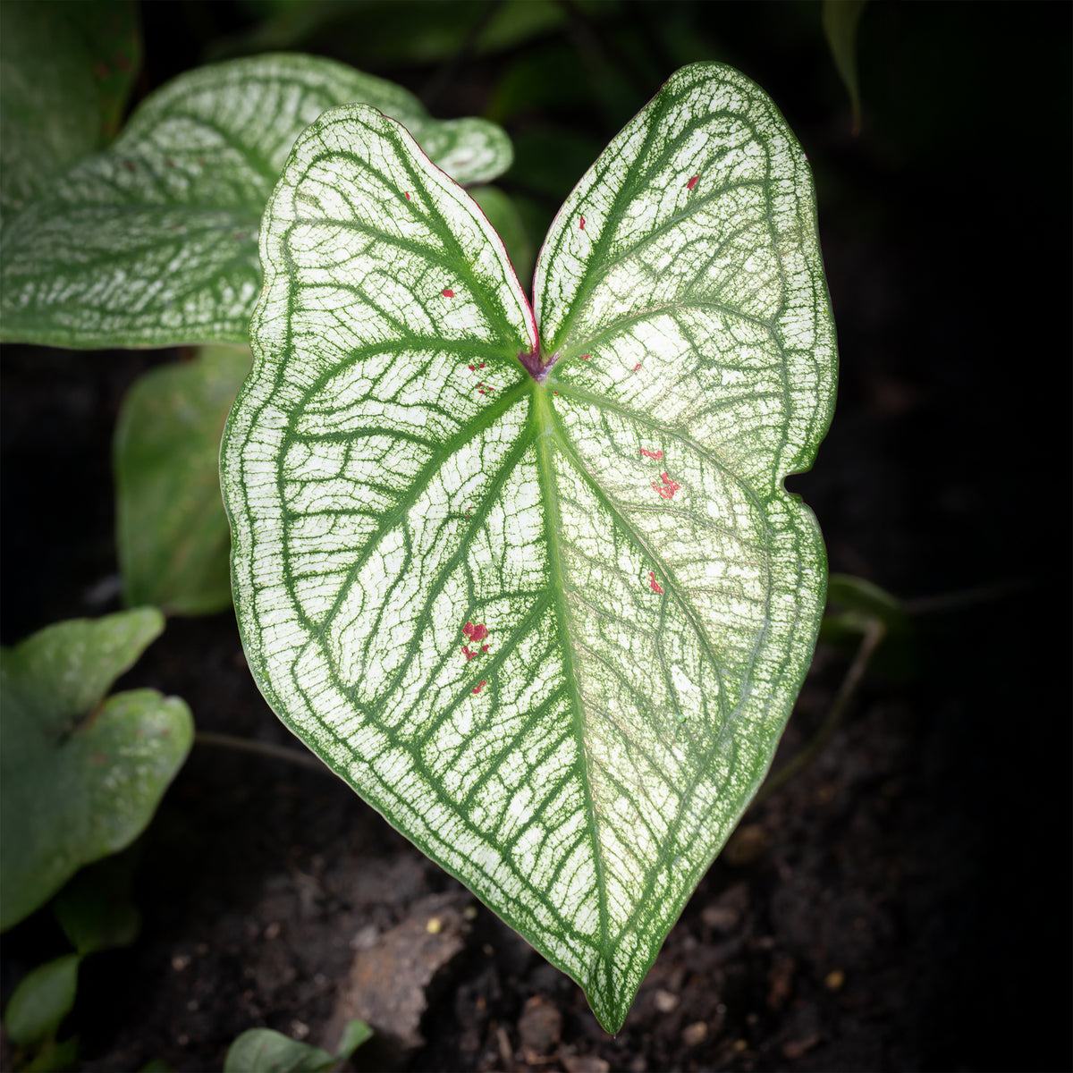 Caladium White Christmas - Bakker