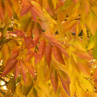 Amerikaanse es 'Skyline' - Fraxinus americana Skyline - Bakker