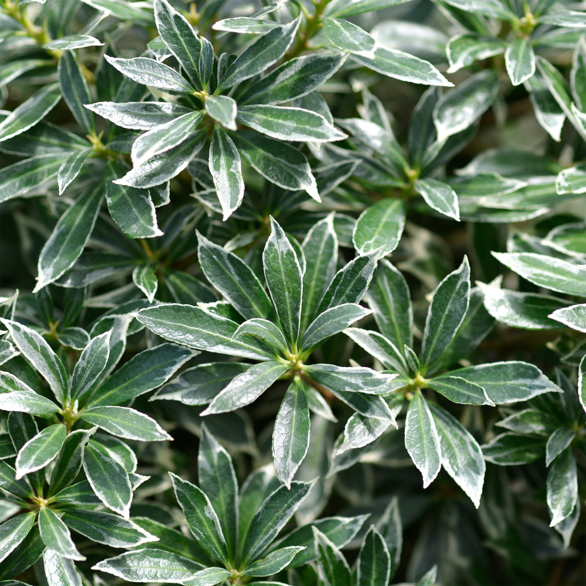 Rotsheide 'Ralto Rose®' - Bakker