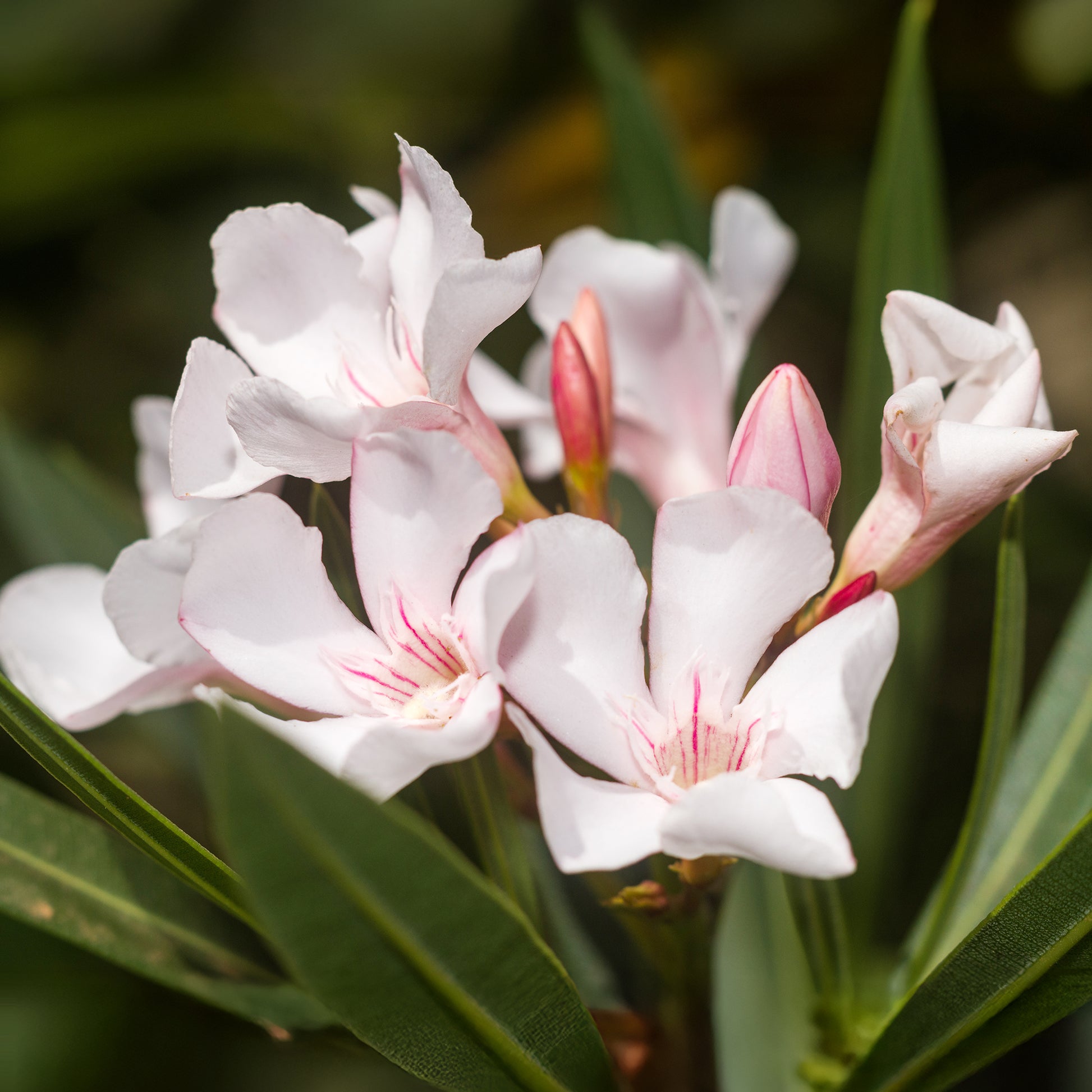 "Oleander Harriet Newding
	" - Bakker