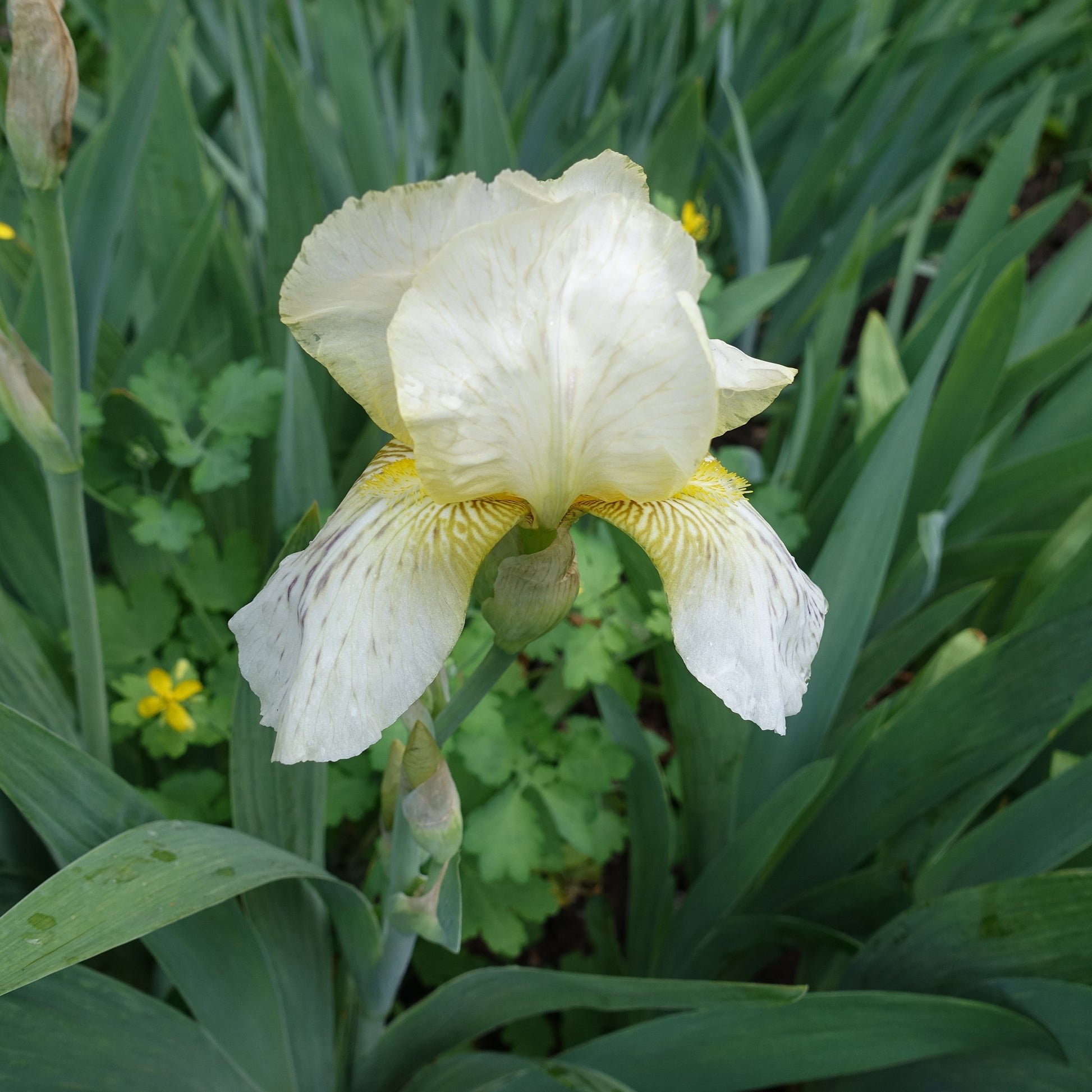 Baardiris Buffy - Bakker
