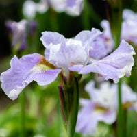 Siberische lis Dance Ballerina Dance - Iris sibirica Dance Ballerina Dance - Bakker