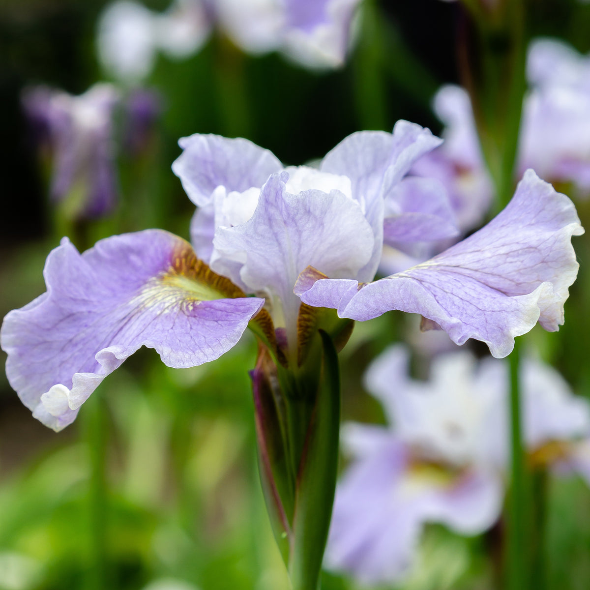Iris sibirica - Siberische lis - Siberische lis Dance Ballerina Dance - Iris sibirica Dance Ballerina Dance