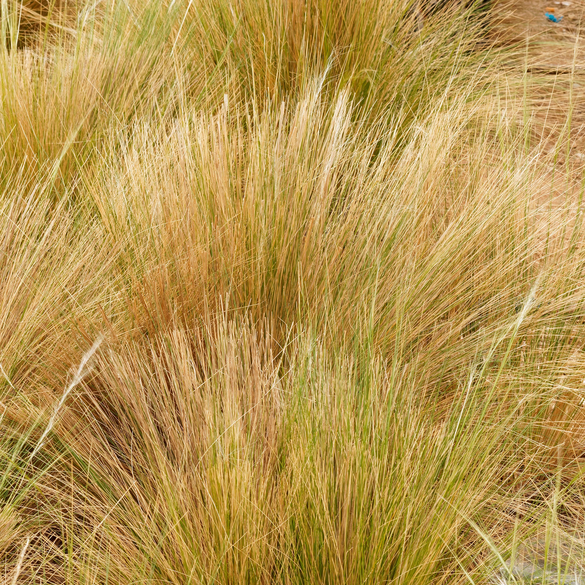 Vedergras Palomino - Bakker