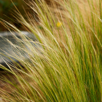 Vedergras Palomino - Stipa trichotoma Palomino - Bakker