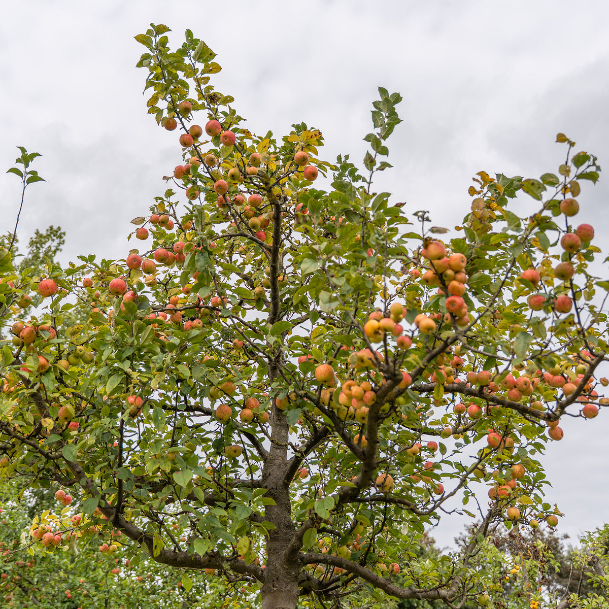 Appelboom Gravenstein - Bakker