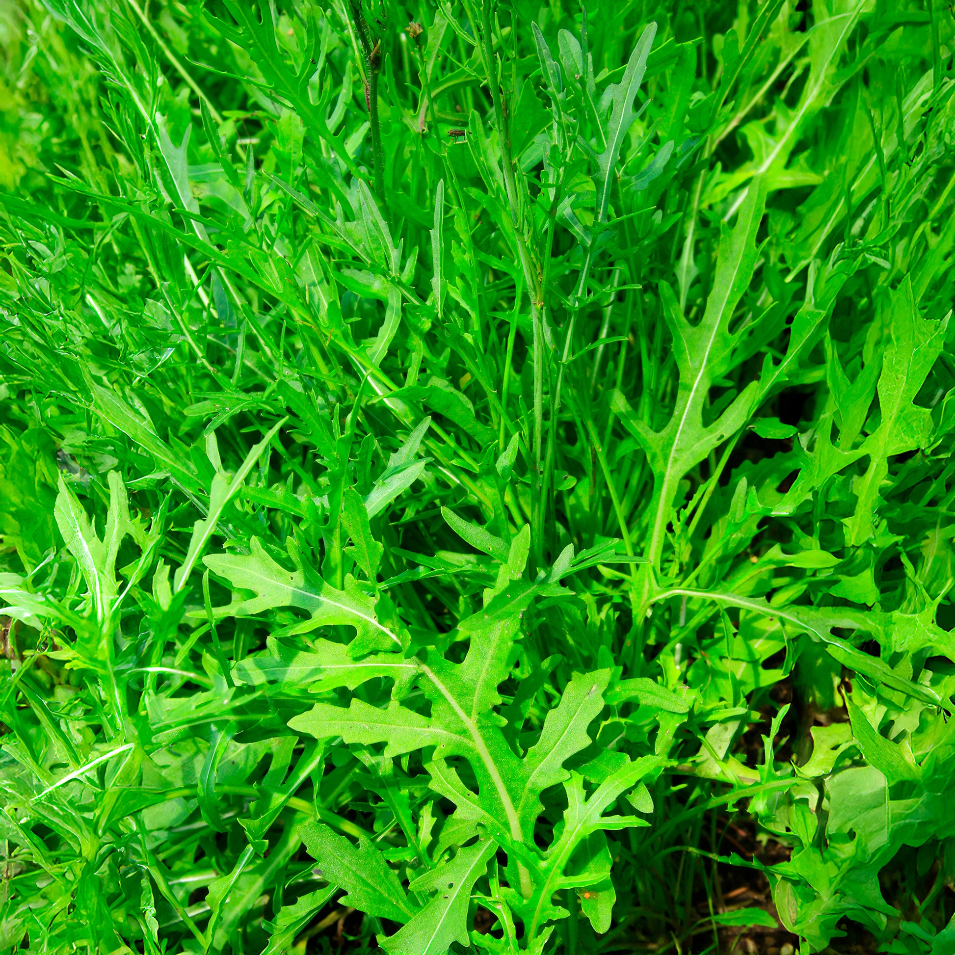 Diplotaxis tenuifolia Wildfire - Rucola Wildfire - Slazaden
