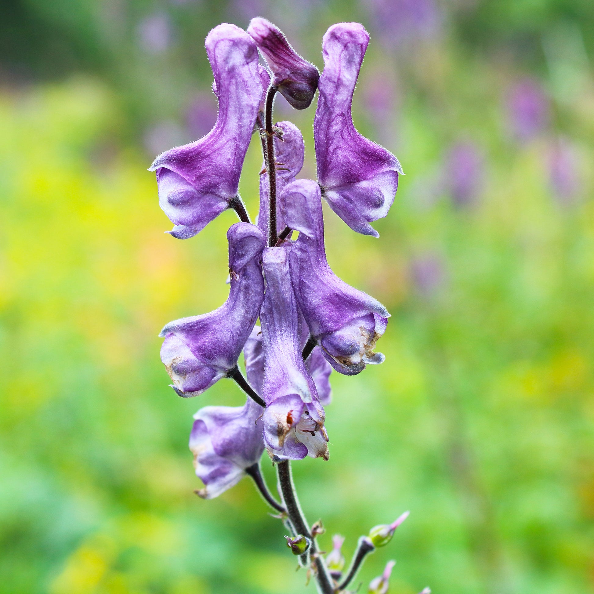 Monnikskap Purple Sparrow - Aconitum hybride purple sparrow - Bakker