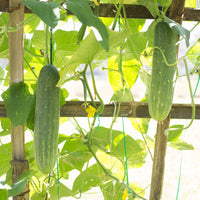 Komkommer 'Johanna' - Cucumis sativus 'johanna' - Bakker
